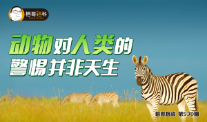 今晚必中一肖动物的警惕虚假宣传-精准解答解释落实