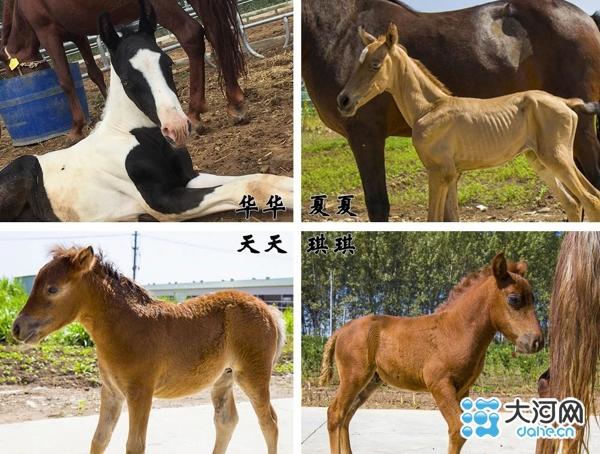 澳门天天免费精准大全四不象,警惕虚假宣传、全面解答、专家解答解释落实